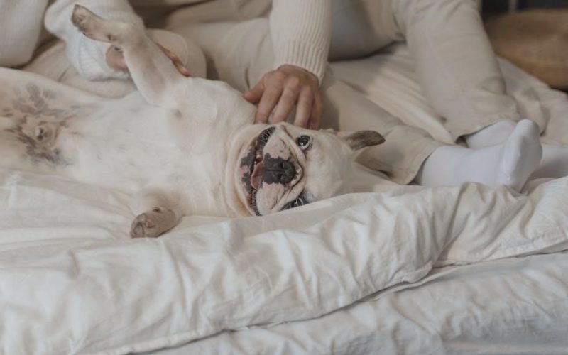 english bulldog puppy feeding guide