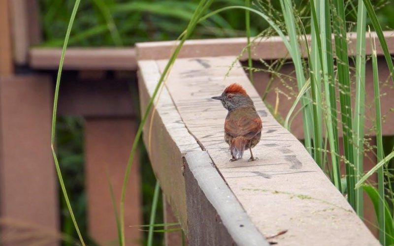 a small good thing pdf